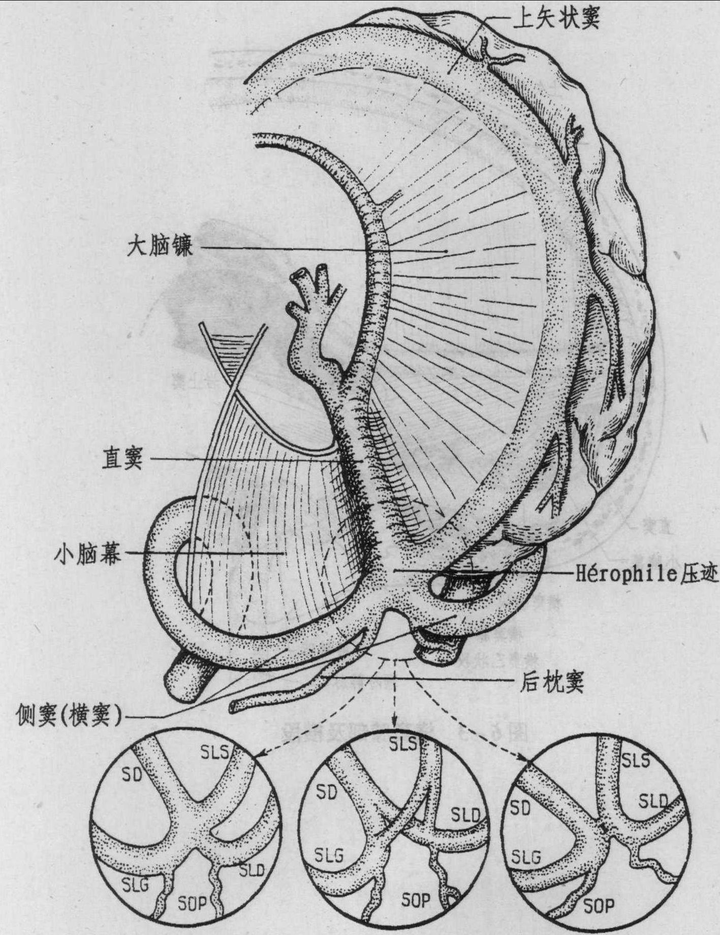 二、起源(圖6-2)